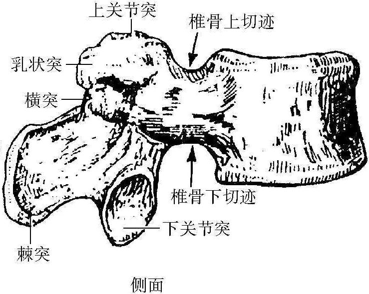三、腰椎的解剖